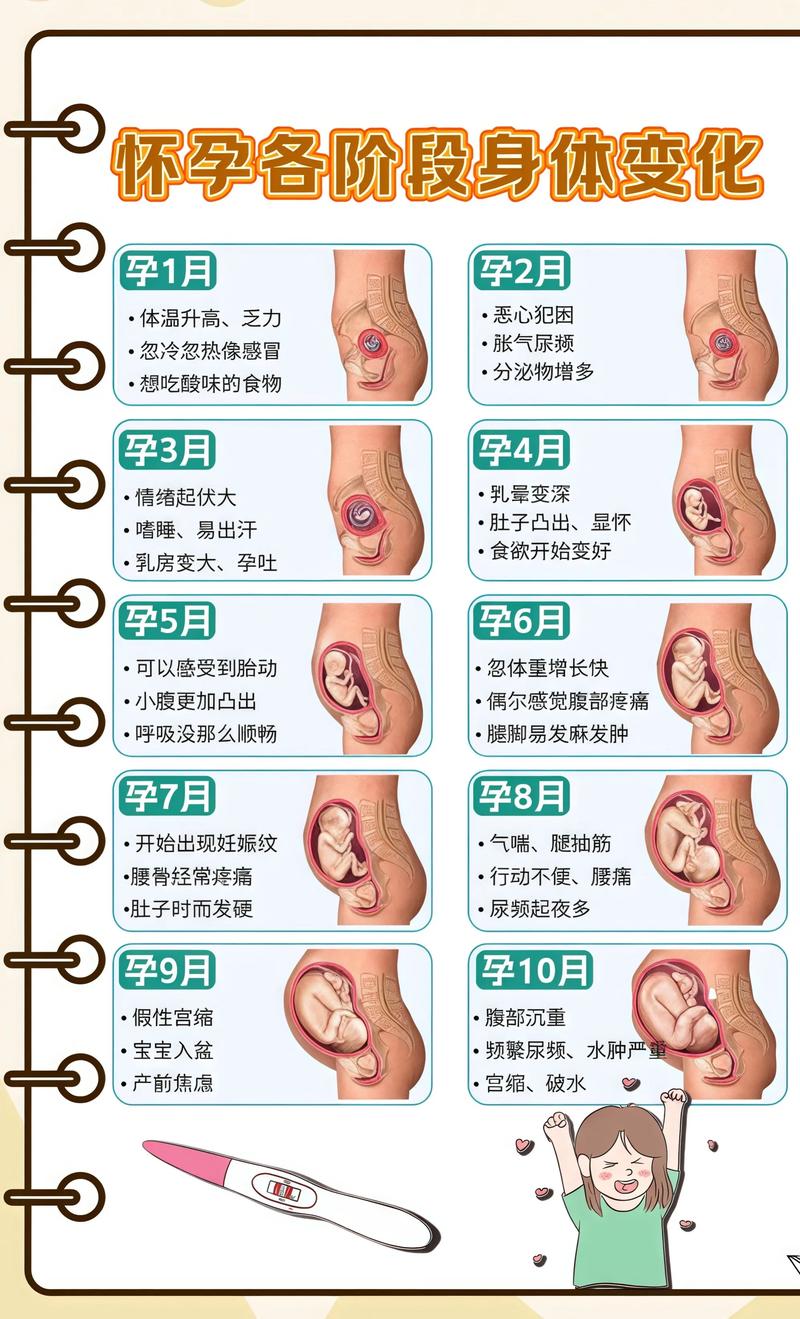 揭秘供卵代孕妈妈怀孕小腹分两节，孕期变化的奥秘河南代生机构: